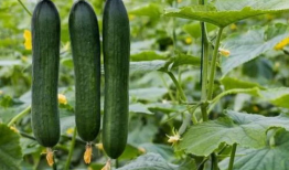 今日吃瓜黑料吃瓜,今日吃瓜黑料大揭秘